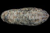 Agatized Seed Cone (Or Aggregate Fruit) - Morocco #68739-1